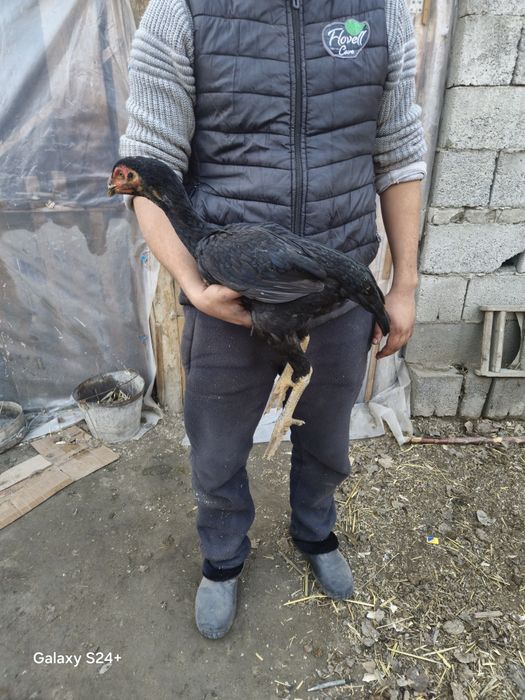 Joja makiyonlar zorini ishqvozlariga