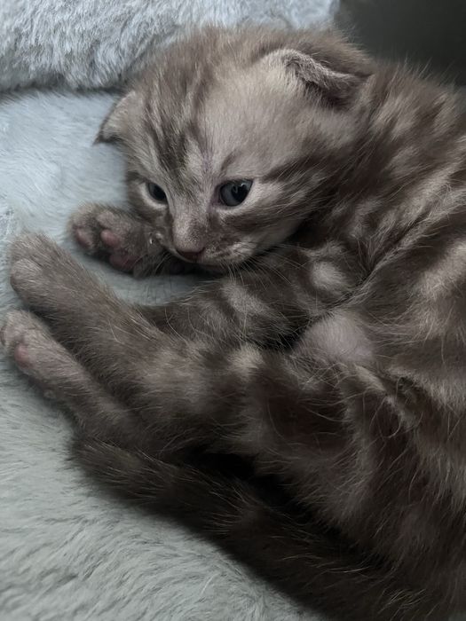 мысыктар / котята