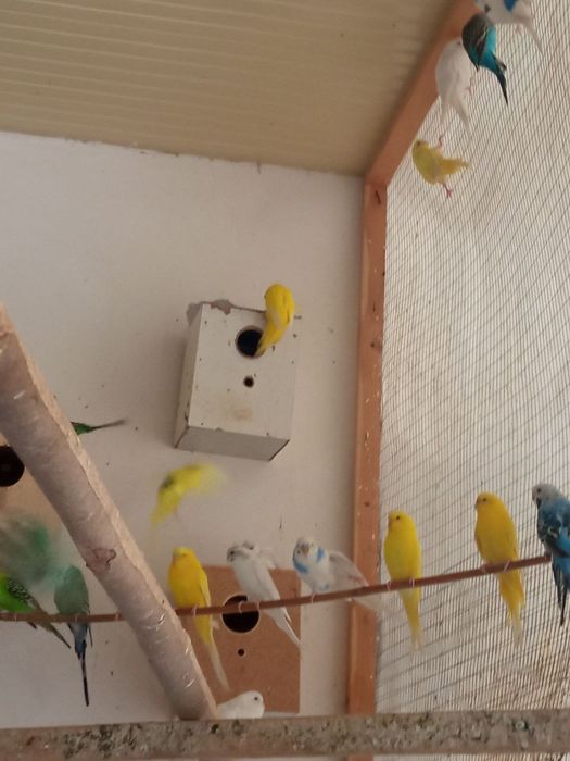 toʻti bolari onasi tuxum qoʻyadi par