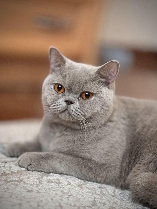 Британский Скотиш страйт 
Здоровый, активный 
Аппетит