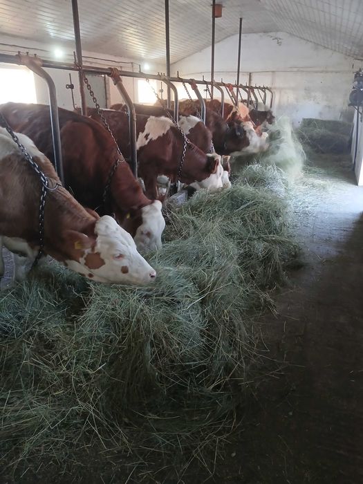 Vitele baltata germana