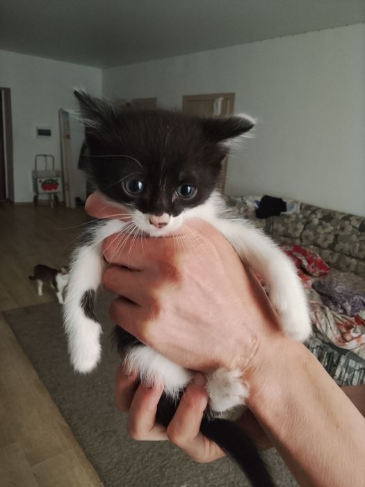 Отдам котят в добрые руки.