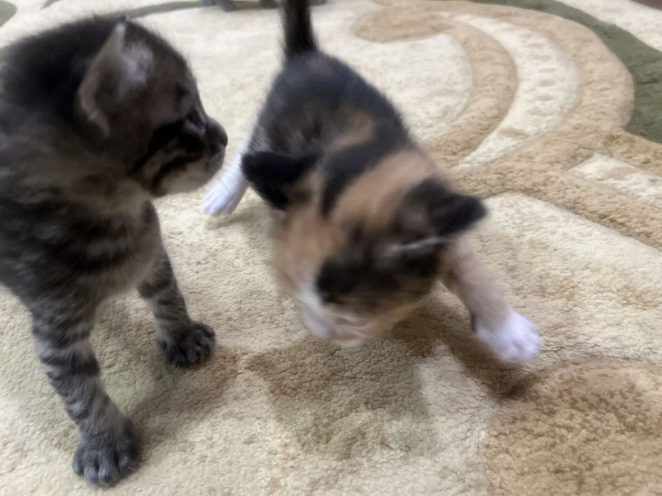 Отдам в добрые руки