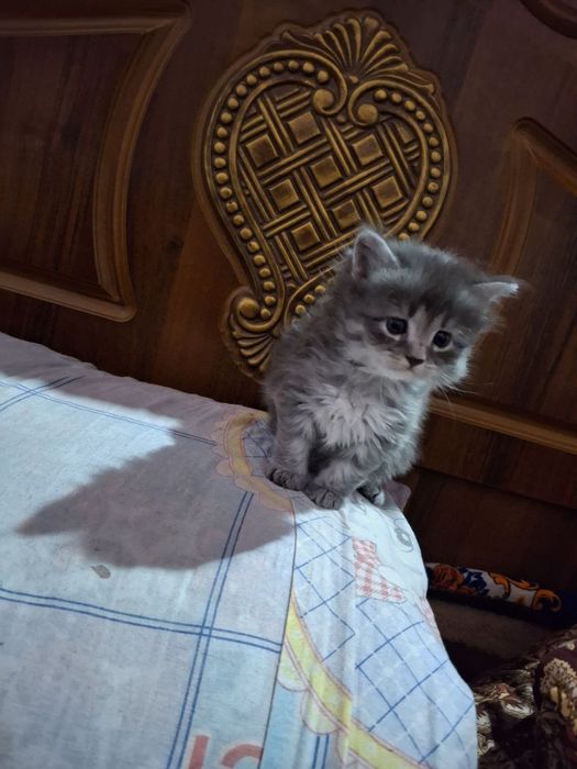 mushuk sotiladi zotli