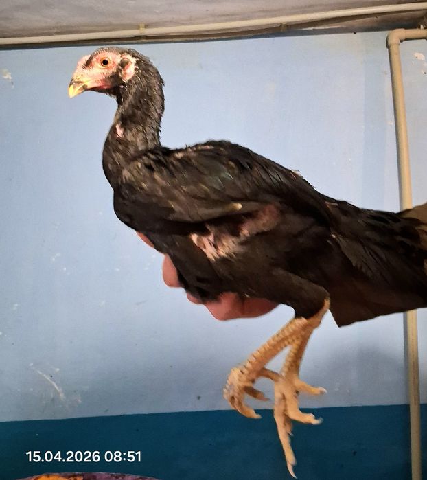 Продам цыплят бойцовые