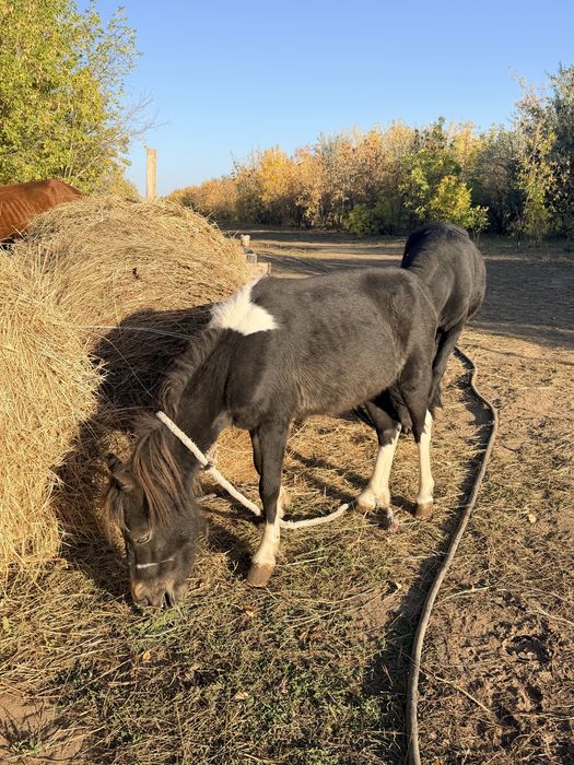 Продам пони мальчик и девочка