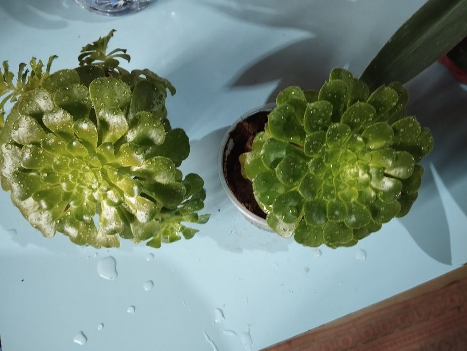 Продаются Комнатные Растения - каменная Роза