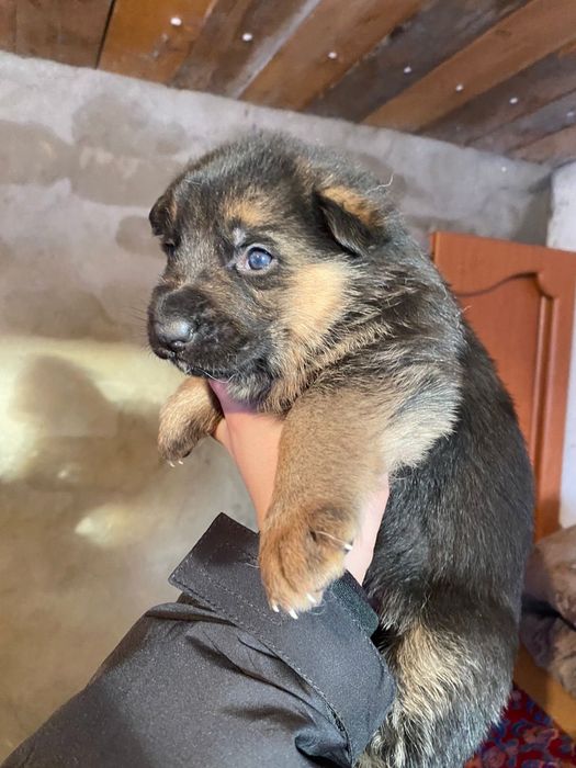 продам щенки немецкая овчарк
