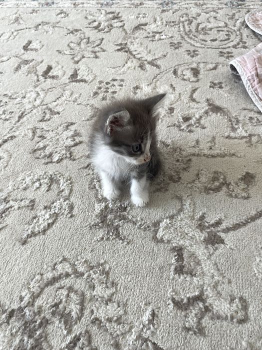Котик в хорошие руки