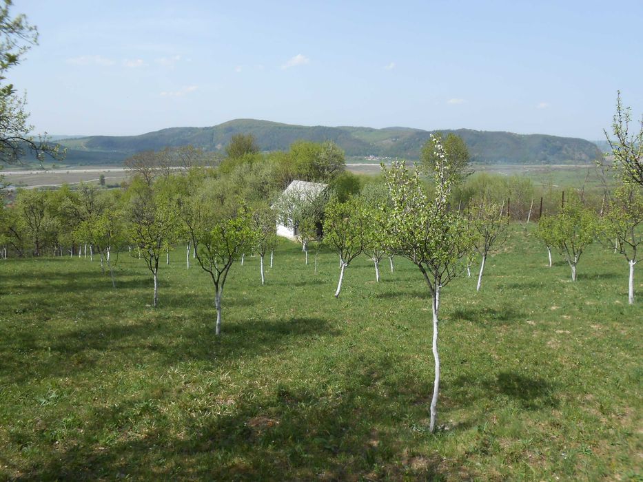 Livada 3000mp Turnu Rosu