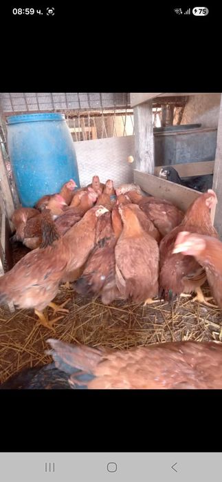 Пилета за кокошки