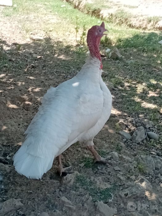 Oq kurka 1ta erkak 1ta urgʻochi