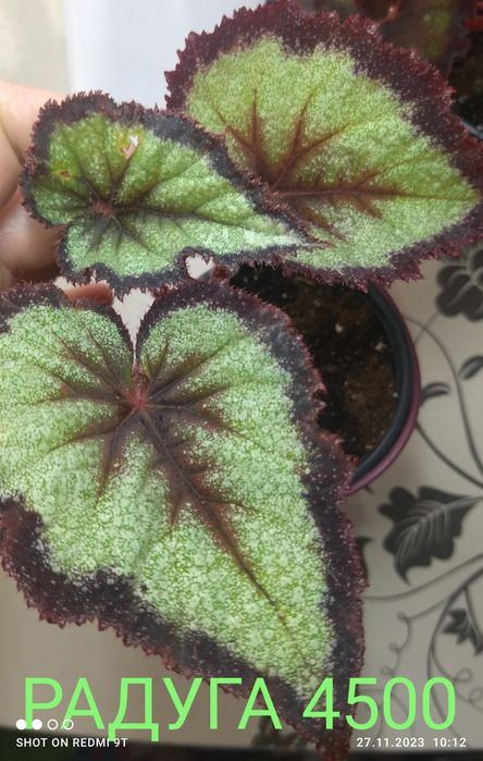 Комнатные растения