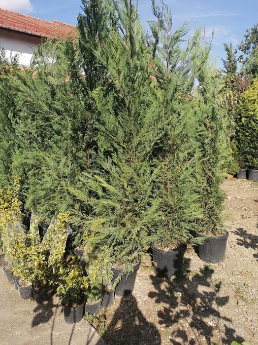 Tuia leylandi, columnaris, spirală, tei, platan, mesteacăn, brazi.