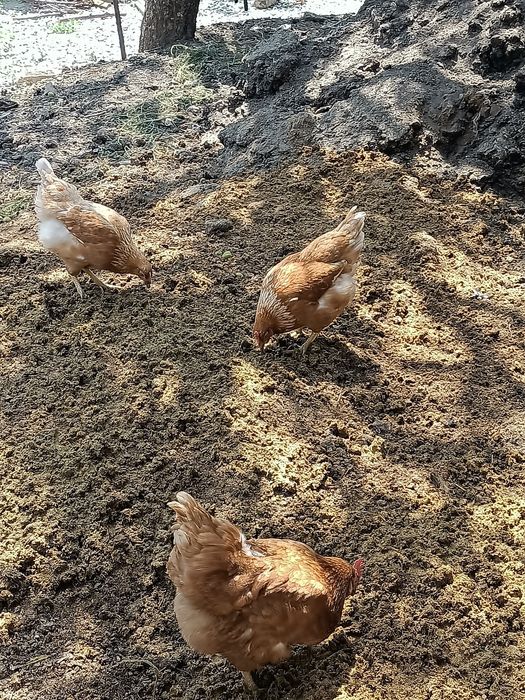 Курица Тауықтар Куры