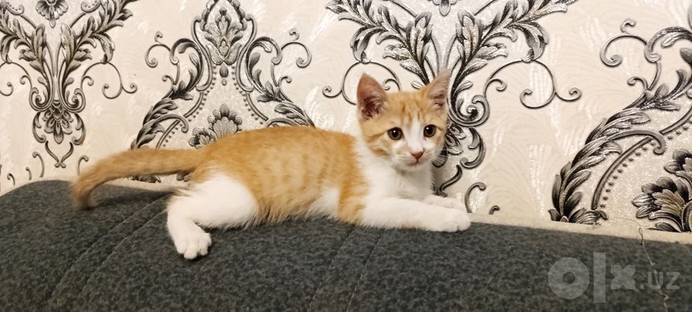 Котенок в добрые руки