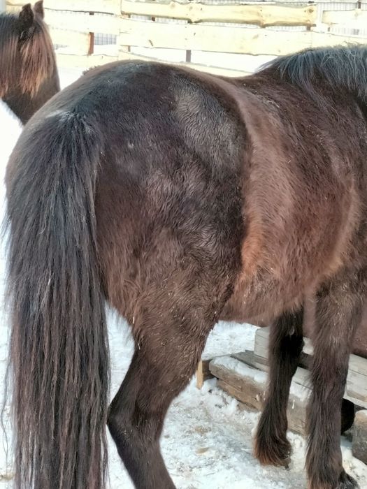 Бие 4.5.6 жасар Кобылы