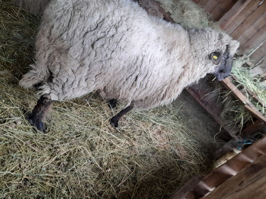 Vând Berbec carabaș
Vând berbec Carabaș, matur, bine dezvoltat, sănăto