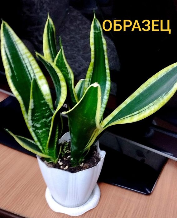 Сансевиерии продам