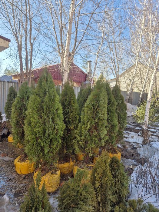 Рябина красноплодная Тополь пирамидальный Вяз мелколистный Карагач