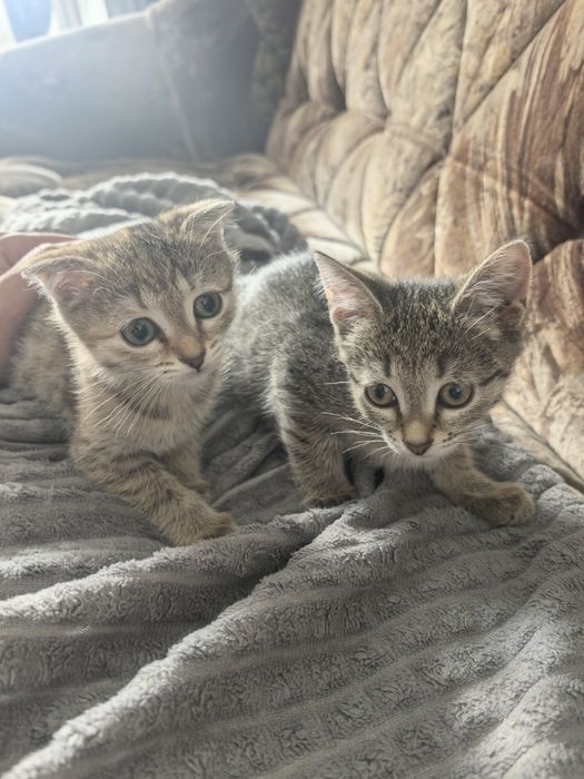 Домашние кошки отдам бесплатно