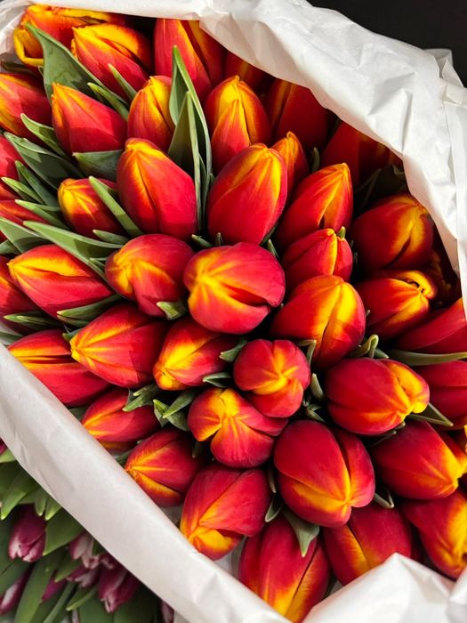 Предзаказ на тюльпаны высшего сорта по 700