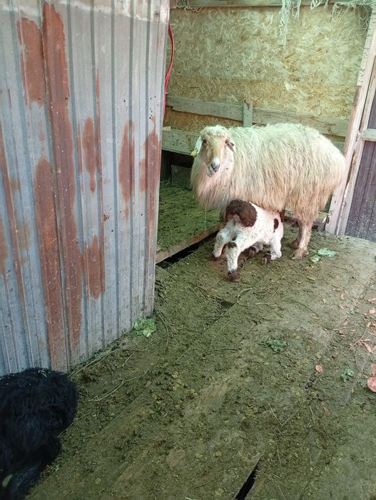 Қой қозысымен  Ешкі