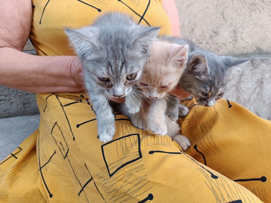 Отдам в хорошие руки