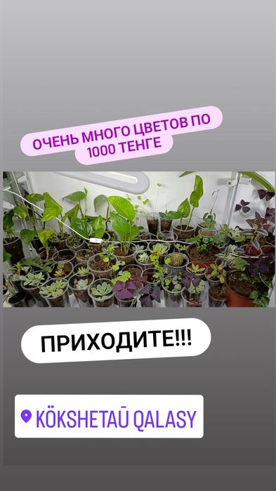 Комнатные цветы по 1000 тенге