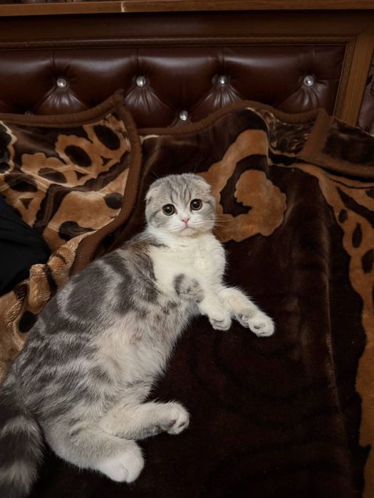 Продается Шотланский котик 9 месяцев