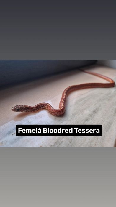 Serpi Corn Snake