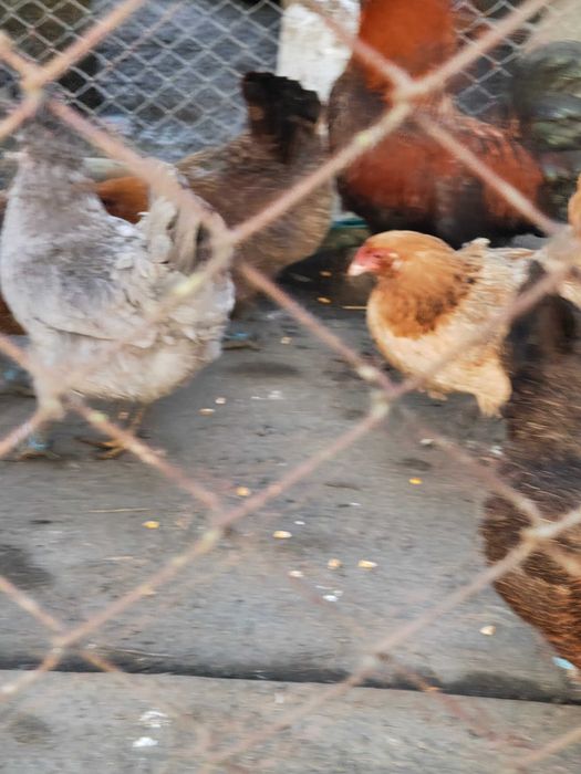 Ouă pentru incubat de Ameraucana