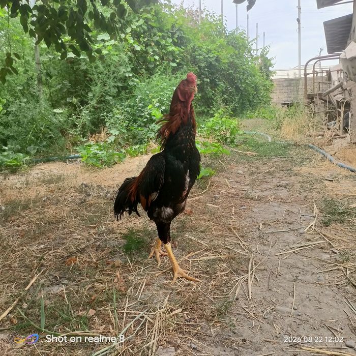 Boboqi xuroz sotiladi