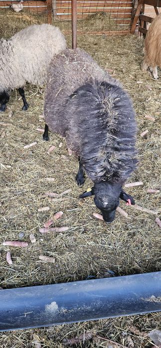 De vanzare berbeci Romanov