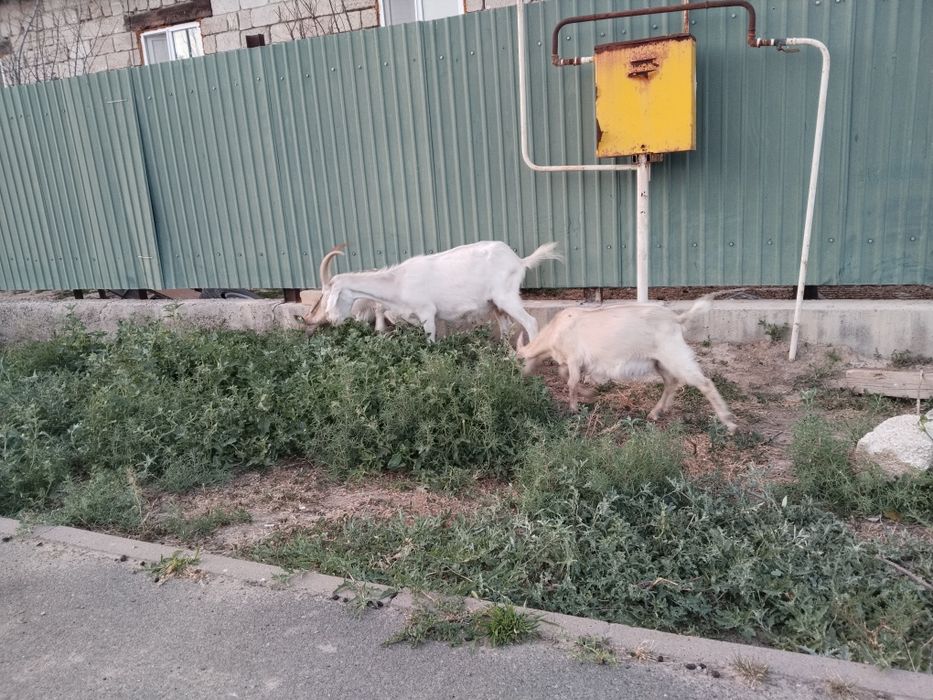 лактар занен порода