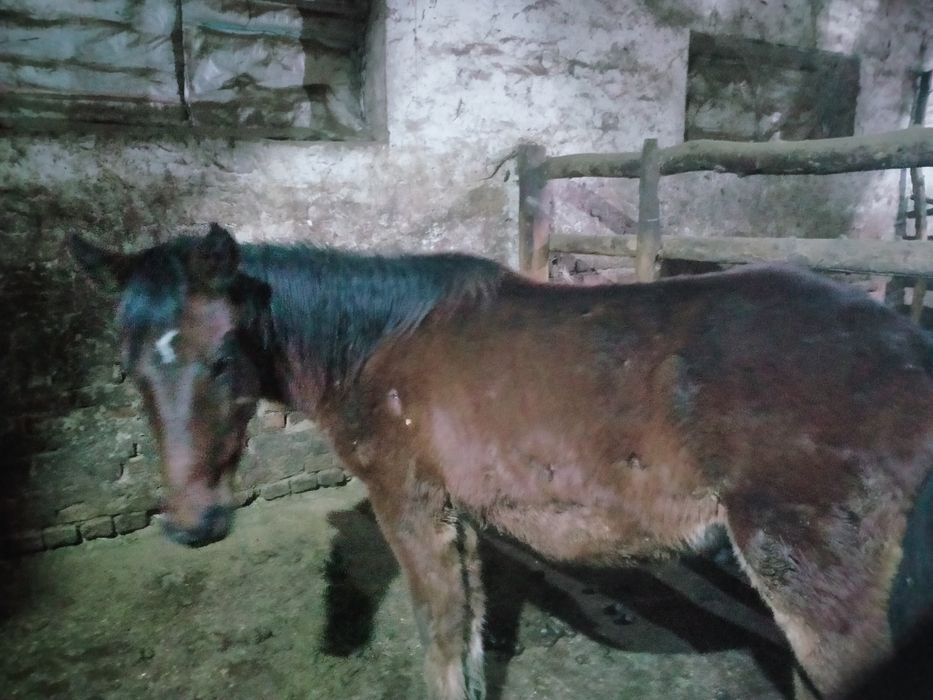 Жылқы  тай  сатылады