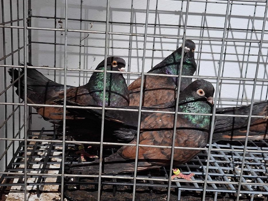 Porumbei jucatori galateni, orbeteni si visinii cu chenare