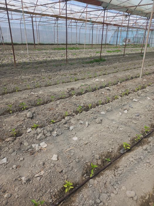 Юлни ёкасида Парник бизнес сотилади  парник 55сотик келиштириб берамиз