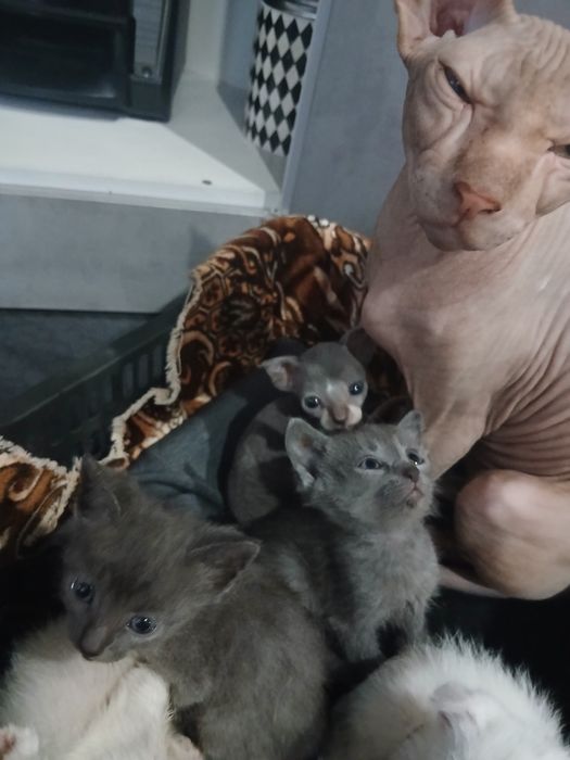 Отдам котят в хорошие руки