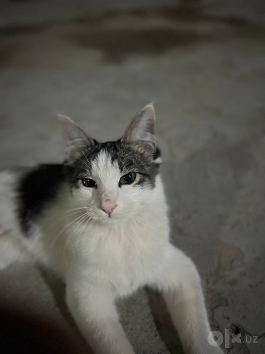 Домашняя кошка .