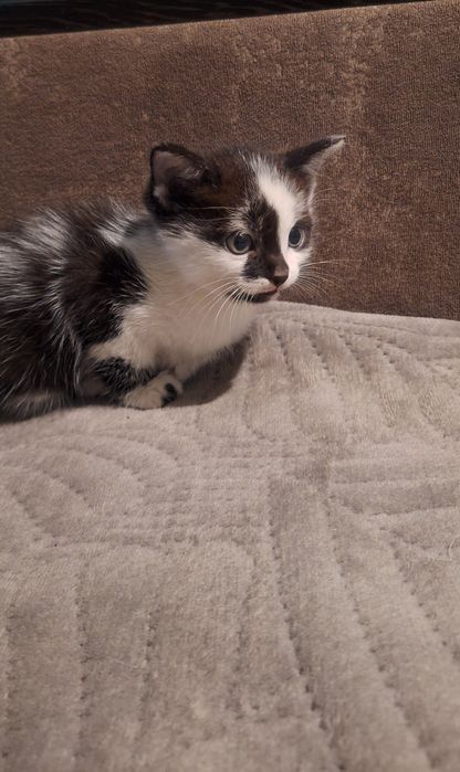 Отдам котят в хорошие руки!
