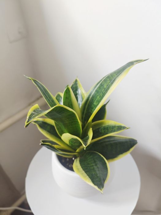 Сансевиерия в красивом кашпо