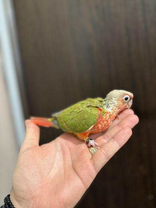 Papagali vorbitori pui blanzi pyrrhura molinae pirura pyrura