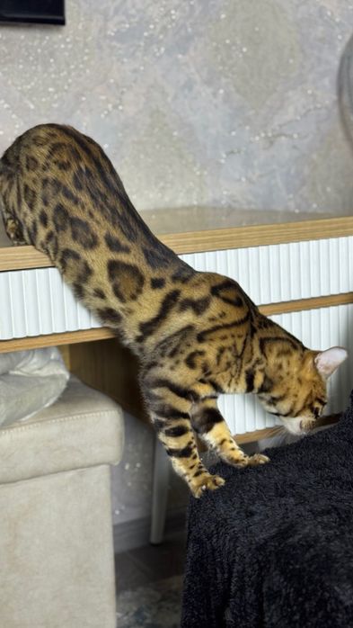 Kastritsa qilinga erkak bengal