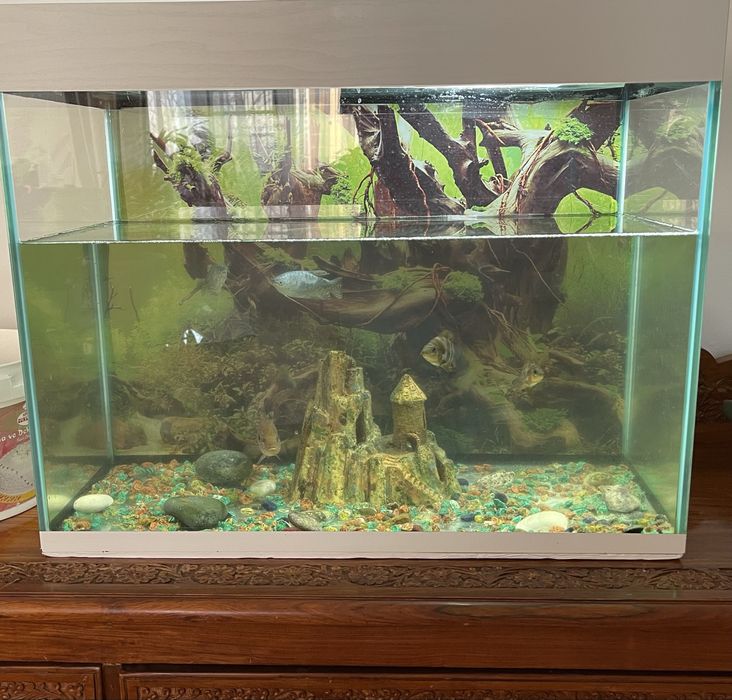 Аквариум с рыбками