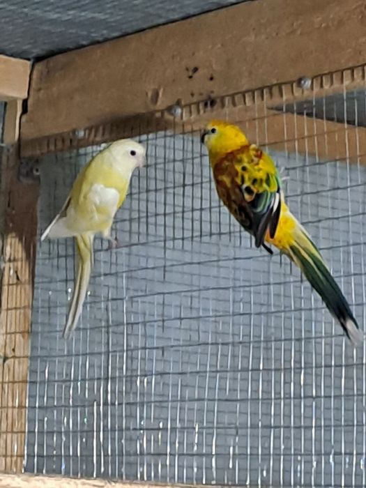 Рубин пепчик куши пара сотилади