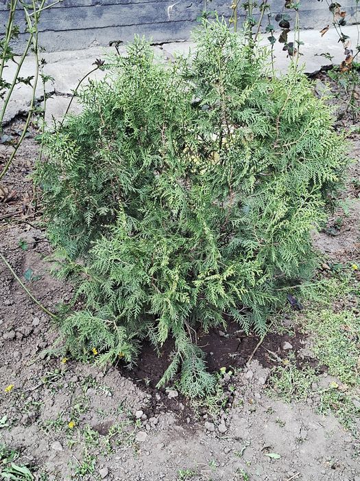 Продам туи туи .