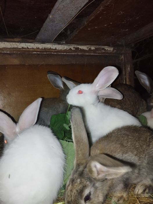 Крольчата двухмесячные