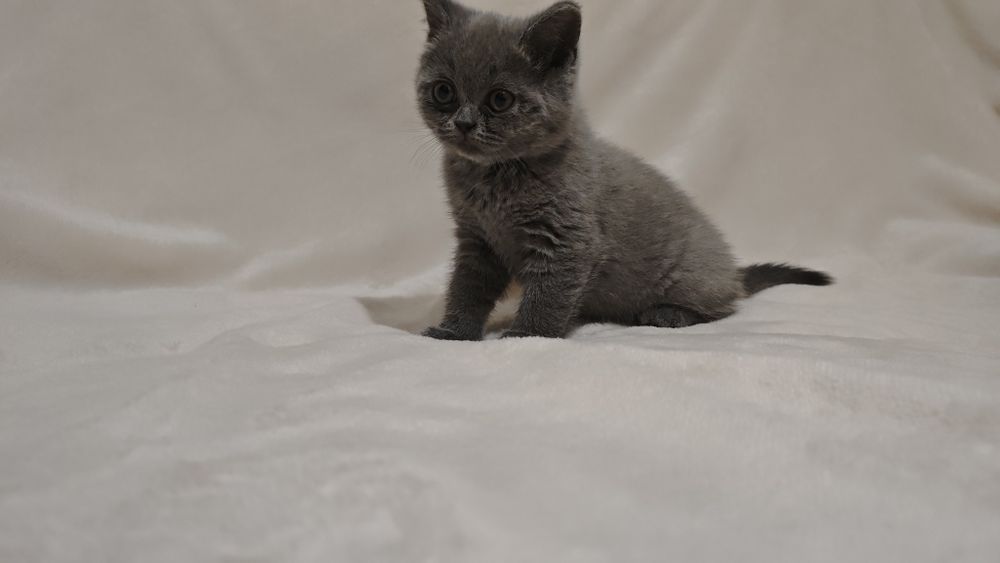 Продам шотландских котят