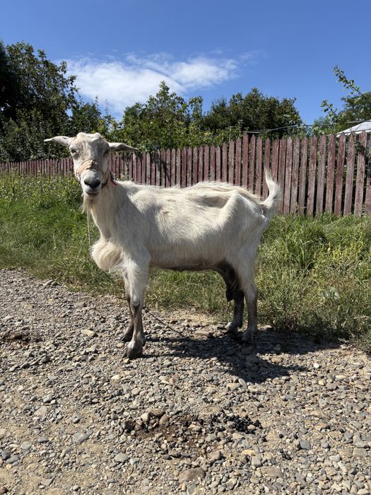 Vand trri capre, din care doua cu lapte